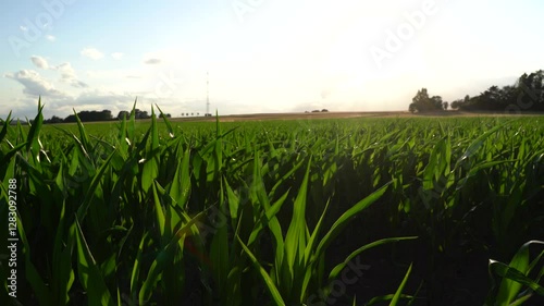Cornfield on a sunny evening in summer 