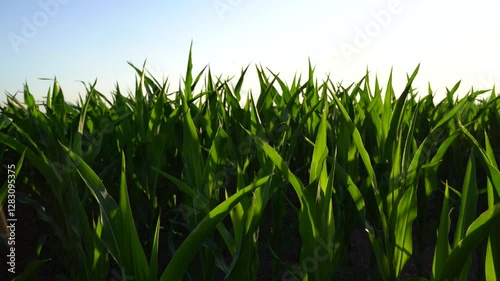 Cornfield on a sunny evening in summer 