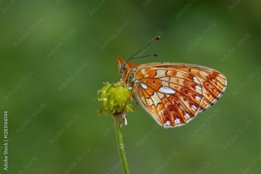 green background and red butterfly, Pearl-bordered Fritillar, Boloria euphrosyne