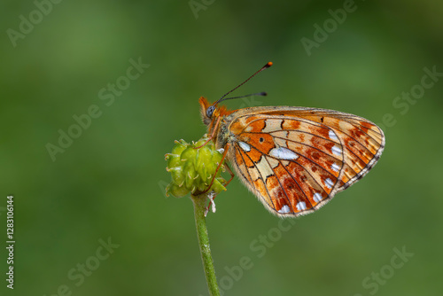 green background and red butterfly, Pearl-bordered Fritillar, Boloria euphrosyne