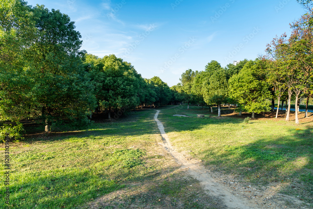 Beautiful panorama of green city park Beautiful panorama of green city park