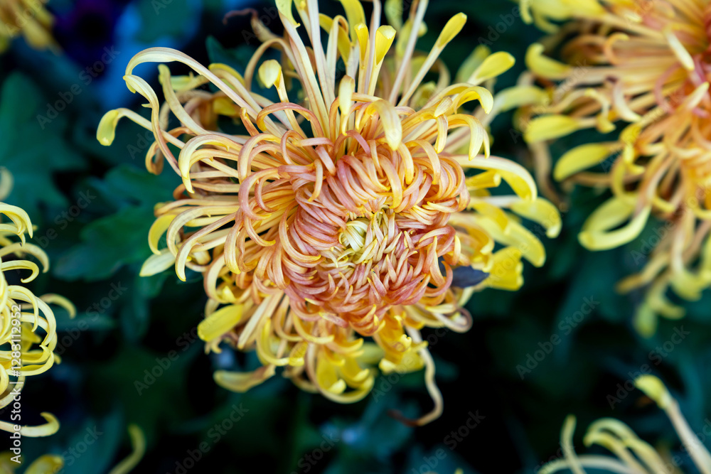 A bouquet of chrysanthemums. Multi-colored bouquet of flowers. A bouquet of chrysanthemums. Multi-colored bouquet of flowers.