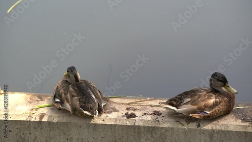 Ducks rest on the concrete floor in the lake