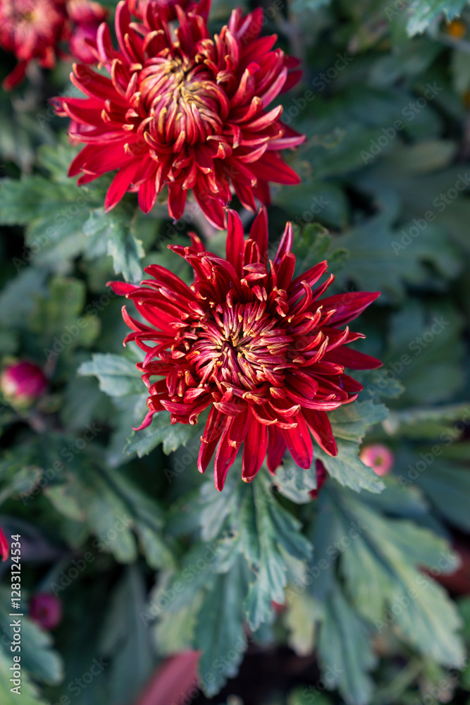 A bouquet of chrysanthemums. Multi-colored bouquet of flowers. A bouquet of chrysanthemums. Multi-colored bouquet of flowers.