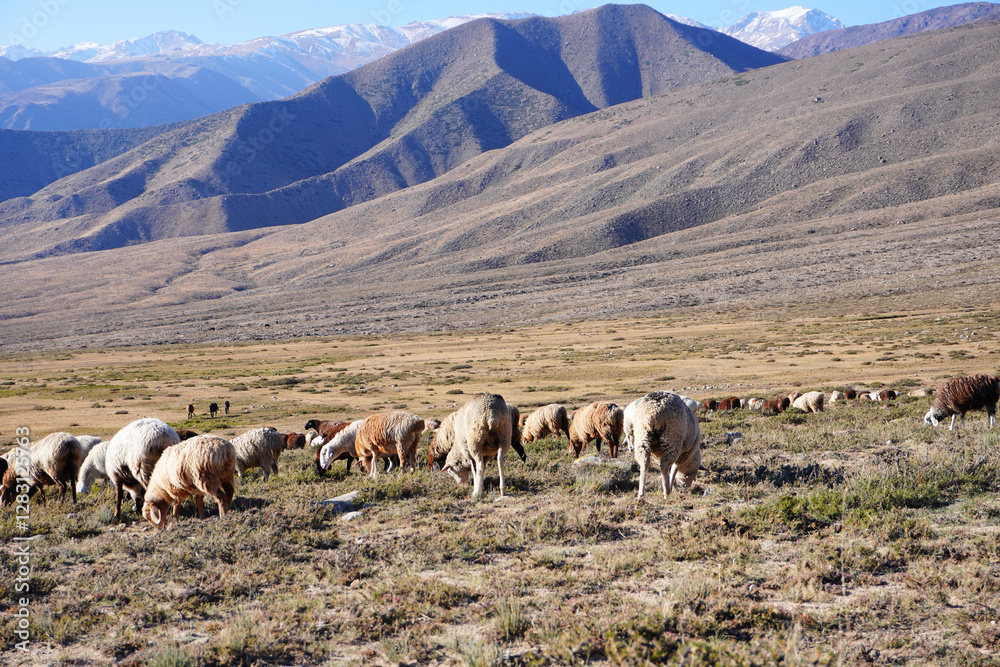 Fototapeta premium A serene landscape featuring a herd of sheep grazing on lush grass in a mountainous region. Majestic peaks rise in the background under a clear blue sky.