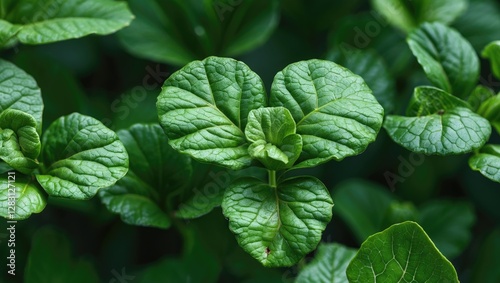 Close up of vibrant green leaves with intricate textures in a lush garden setting photo