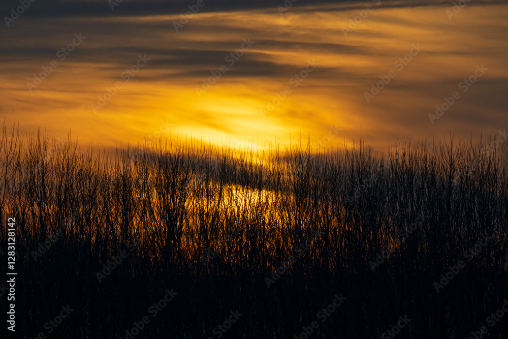 Sunset poplars Po Valley vision detail sky red clouds Sunset poplars Po Valley vision detail sky red clouds