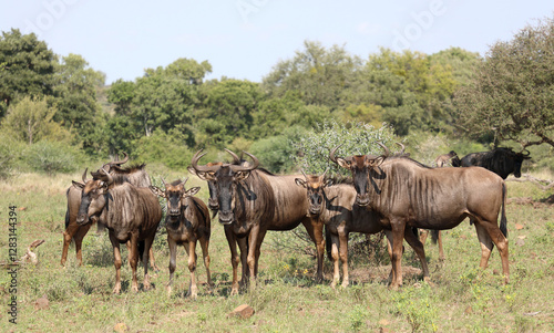 Streifengnu / Blue wildebeest / Connochaetes taurinus
