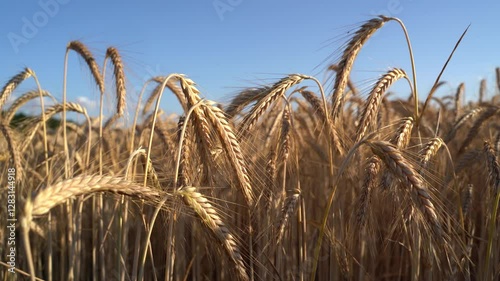Barley on a sunny day in summer 