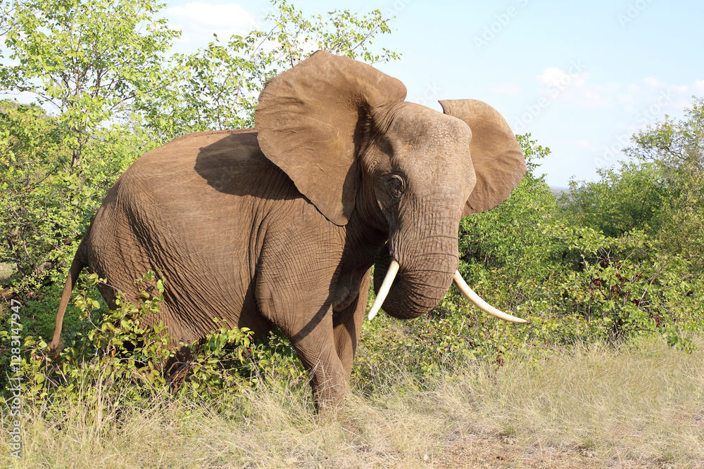 Fototapeta premium Afrikanischer Elefant / African elephant / Loxodonta africana