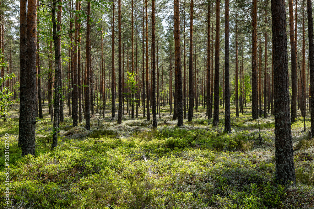 Magical fairytale forest in subrise. Forest covered of green moss. Forest therapy and stress relief. Magical fairytale forest in subrise. Forest covered of green moss. Forest therapy and stress relief.