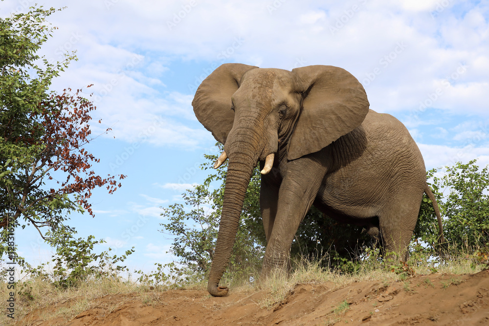 Obraz premium Afrikanischer Elefant / African elephant / Loxodonta africana..