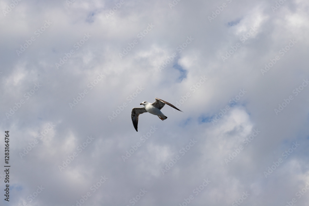 Seagull in the sky, wings cutting through clouds, flying with a herd, a natural symbol of flight. Seagull in the sky, wings cutting through clouds, flying with a herd, a natural symbol of flight.