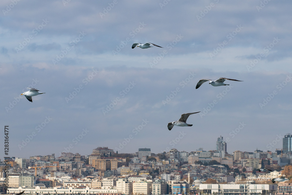 A flock of seagulls gracefully flying in the sky above a vibrant urban cityscape with cloudy weather in the background. A flock of seagulls gracefully flying in the sky above a vibrant urban cityscape with cloudy weather in the background.