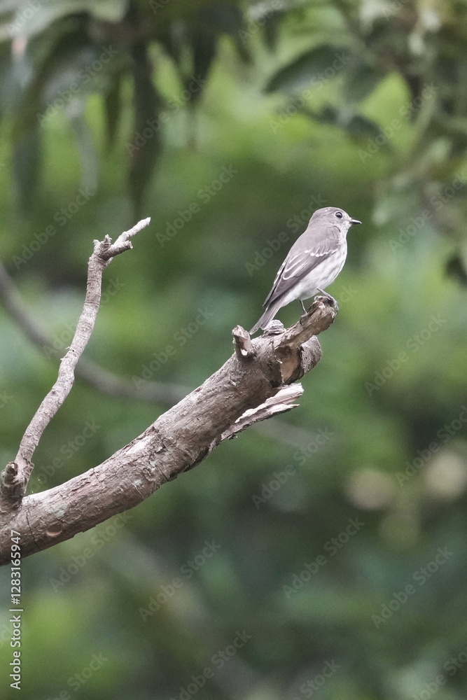 grey streaked flycatcher in a forest grey streaked flycatcher in a forest
