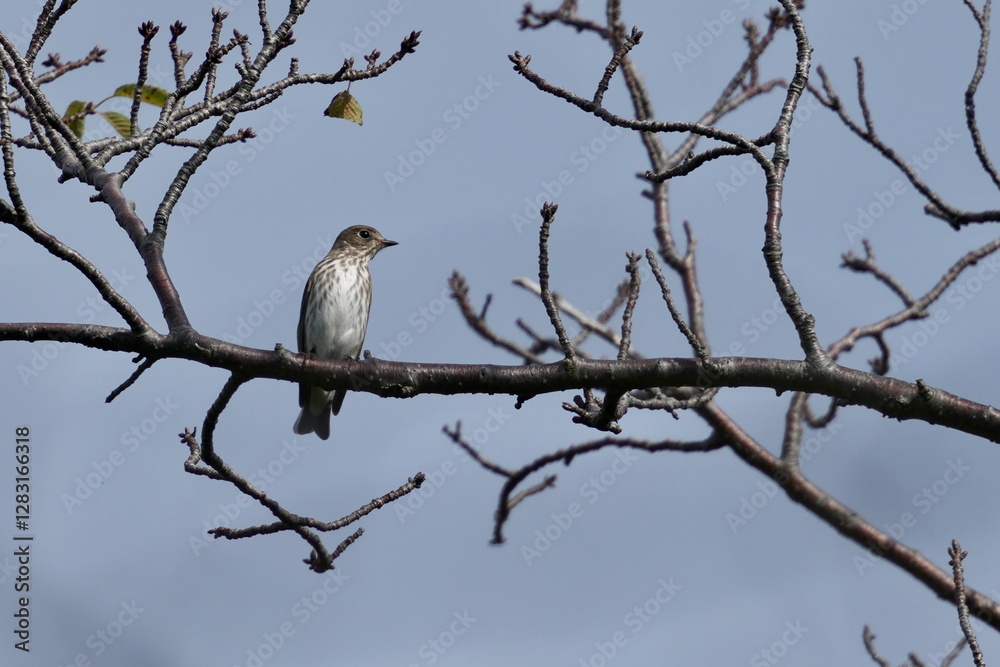 grey streaked flycatcher in a forest grey streaked flycatcher in a forest