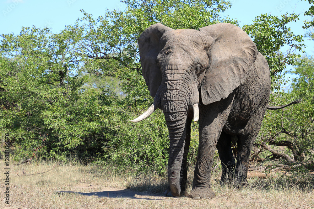 Obraz premium Afrikanischer Elefant / African elephant / Loxodonta africana