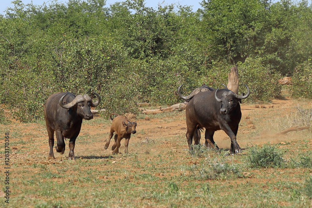 Fototapeta premium Kaffernbüffel / African buffalo / Syncerus caffer..