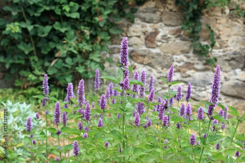 Flowering Agastache foeniculum, also called anise hyssop in country herb garden. Traditional favourite decorative flower agastache has many medicinal uses. Blackberry bush by the stone wall.
