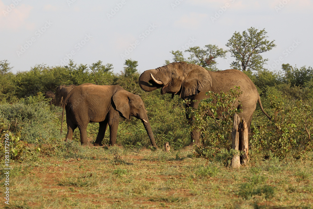 Fototapeta premium Afrikanischer Elefant / African elephant / Loxodonta africana