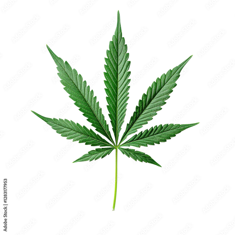 Close-up of a vibrant cannabis leaf on a black background Close-up of a vibrant cannabis leaf on a black background