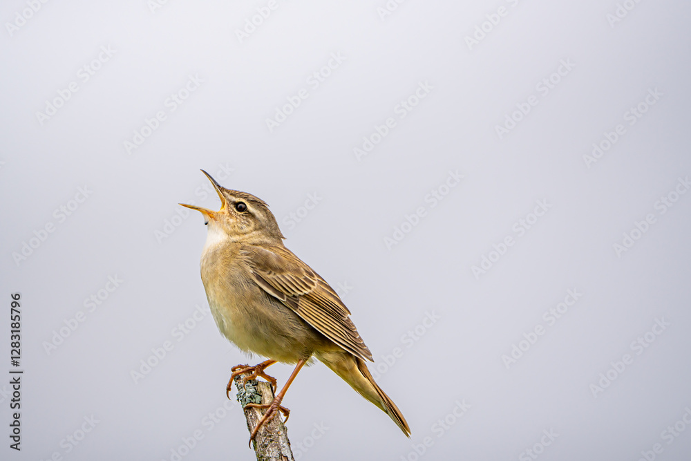 Fototapeta premium 草原で曇り空の為グレー色の背景、小枝の先端で止まる小鳥が空に向かって口を大きく開けて泣いている横向き姿。鳥は横顔で左側で上部に向かって口を開けている横構図です。