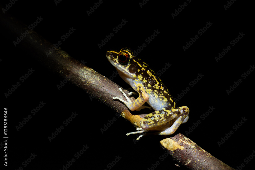Fototapeta premium A Hylarana signata frog relaxes on a branch