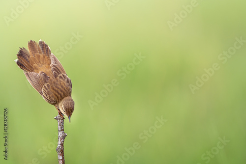 草原のグリーン色の背景、小枝の先端で止まり地上を見下ろしている逆立ちの姿。鳥は左側で真下を見ている横構図です。 photo