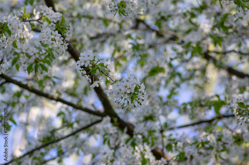 Prunus avium wild sweet cherry in bloom, beautiful white flowering tree branches with green leaves photo