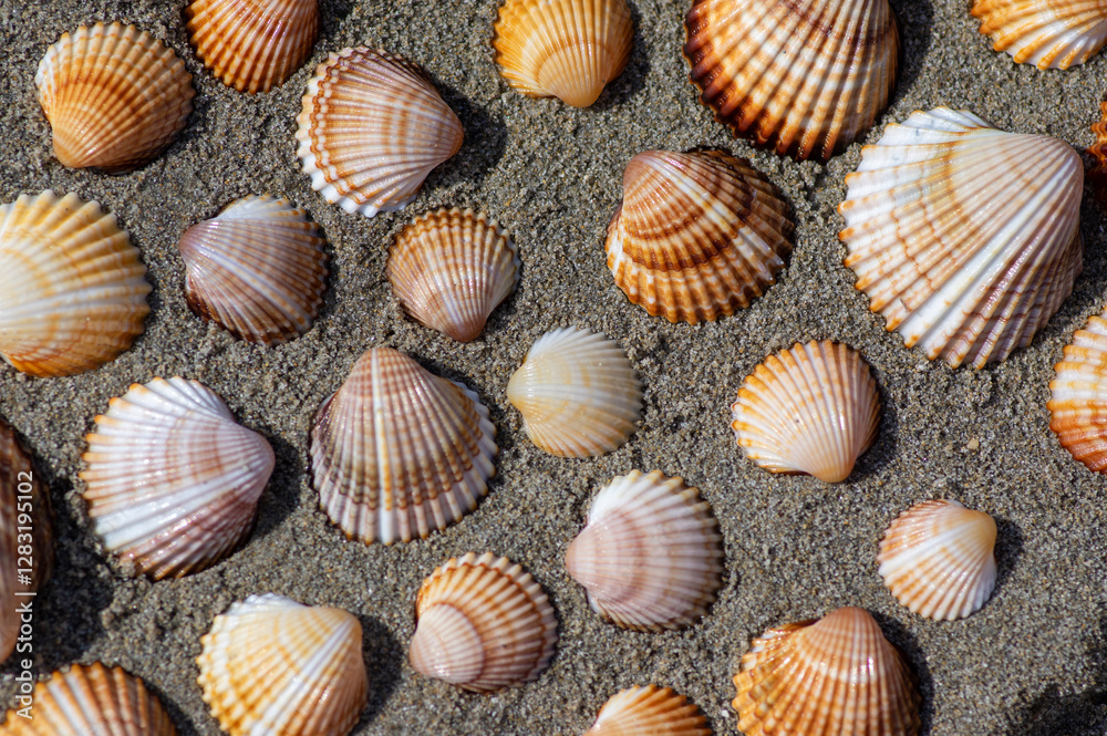 Cerastoderma edule common cockle empty seashells on sandy beach, simplicity background pattern in daylight in the sand Cerastoderma edule common cockle empty seashells on sandy beach, simplicity background pattern in daylight in the sand