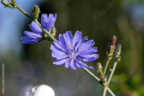 Cichorium intybus Common chicory wild bright blue flower in bloom, perennial herbaceous flowering plant