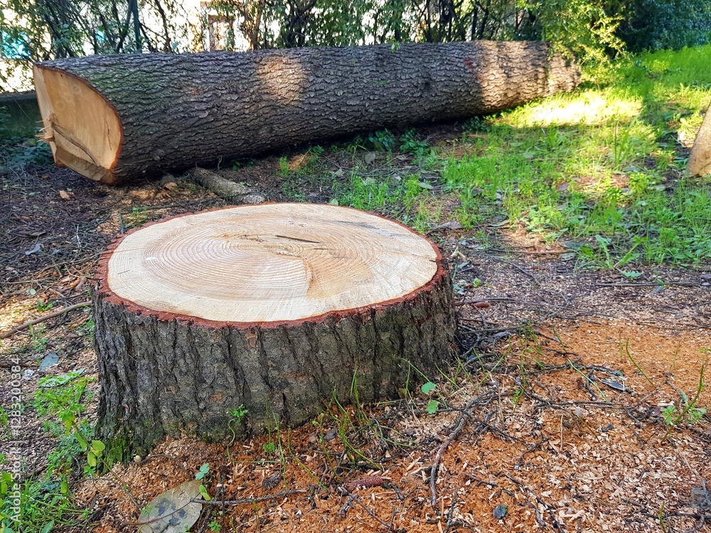Stump of a tree felled in a pine forest in summer Stump of a tree felled in a pine forest in summer