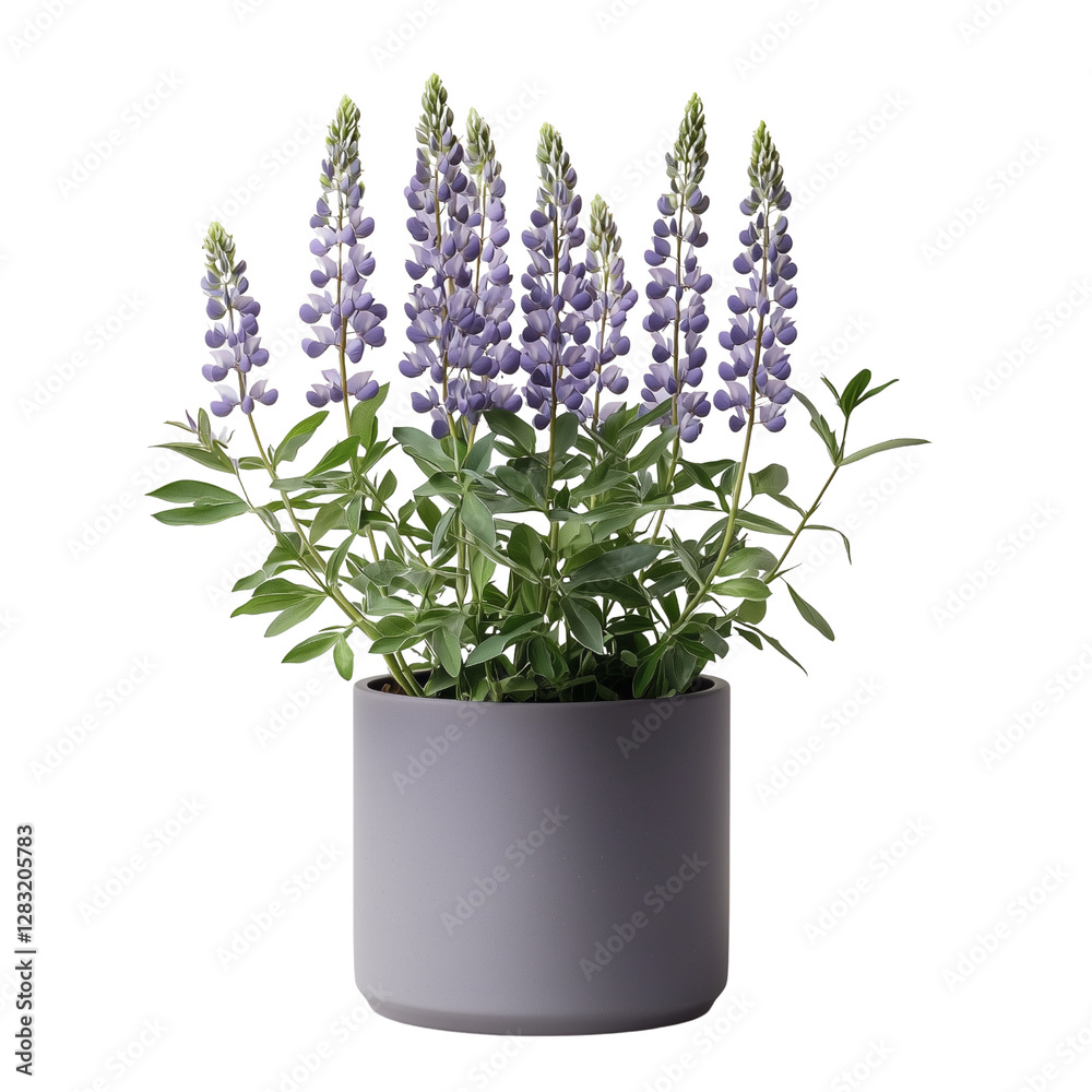 Fototapeta premium A lupine potted plant with lush green leaves and tall purple flowers, displayed for dramatic effect. isolated on white background and transparent background.