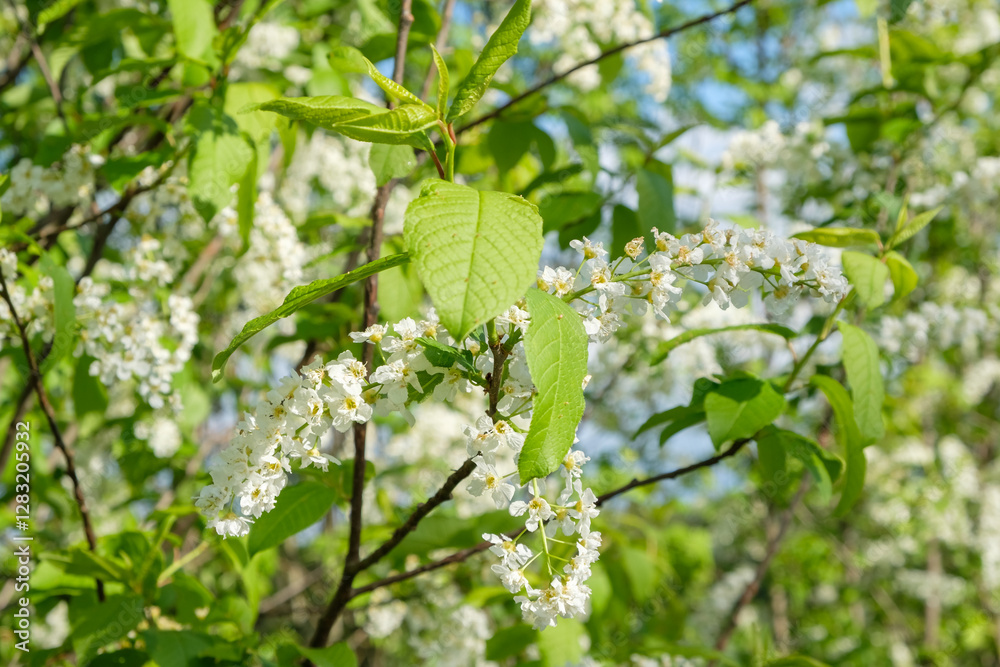 Flowering bird cherry in the spring in nature Flowering bird cherry in the spring in nature