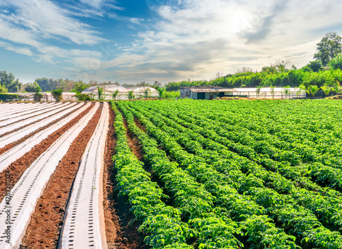 A farm field with rows of covered growing crops. Growing organic vegetables on open ground. Food production. Agroindustry agribusiness. Agriculture, farmland photo