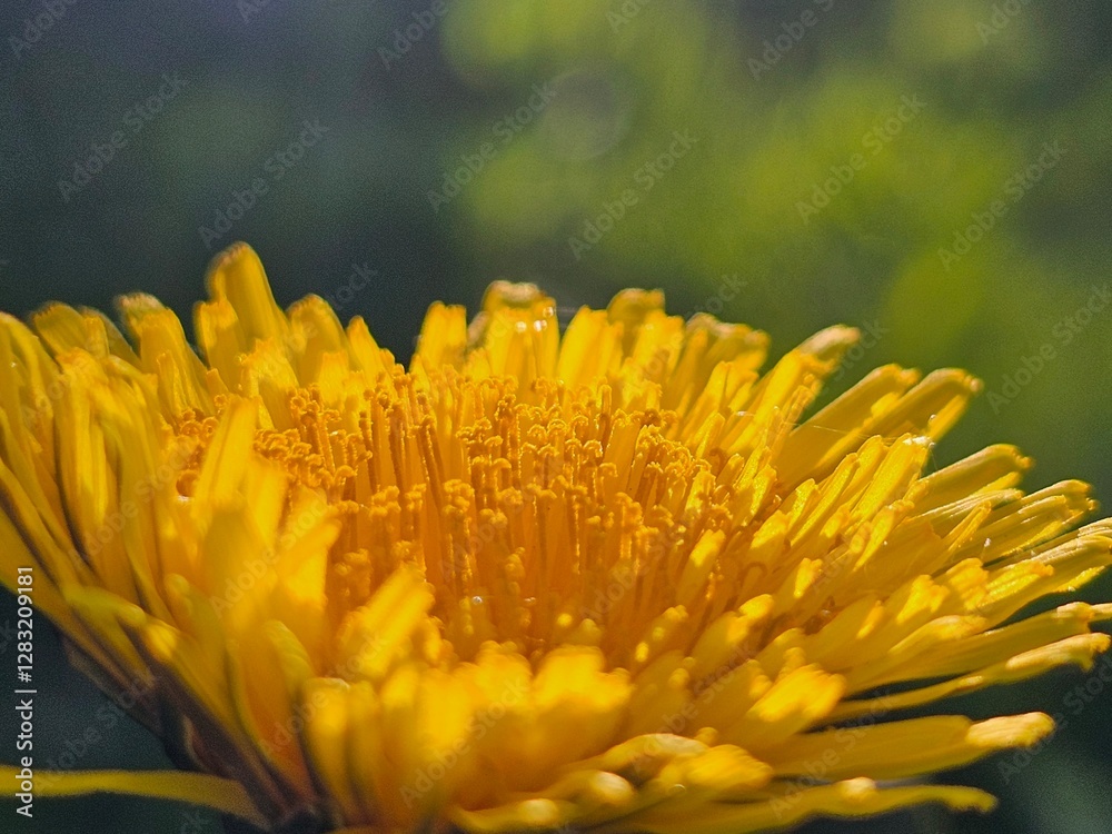 Fototapeta premium yellow flower macro