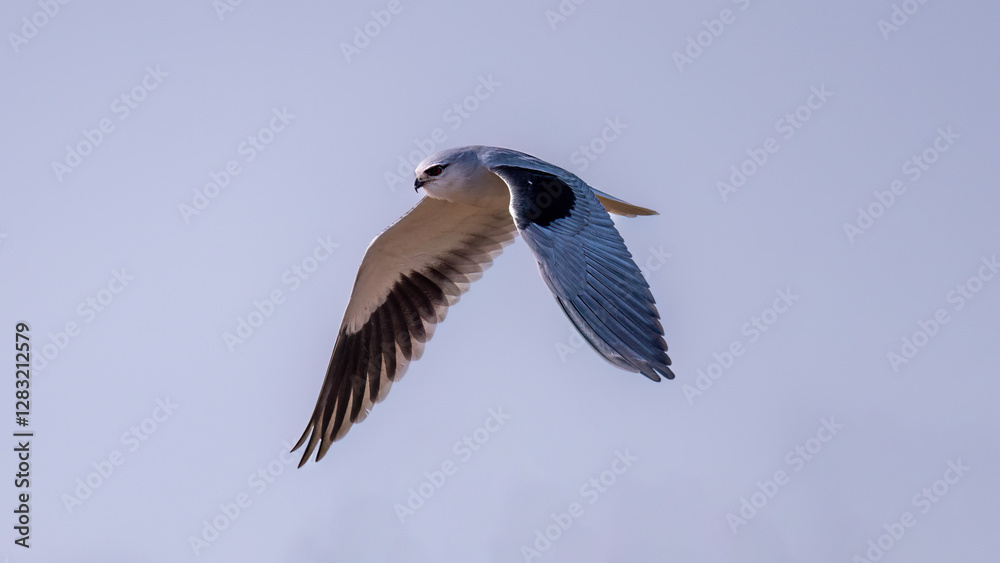 Obraz premium seagull in the sky