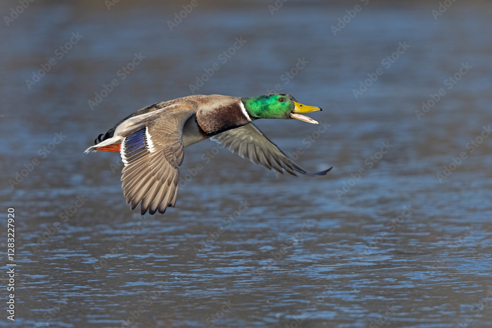 Obraz premium A male Mallard duck (Anas platyrhynchos) in flight.