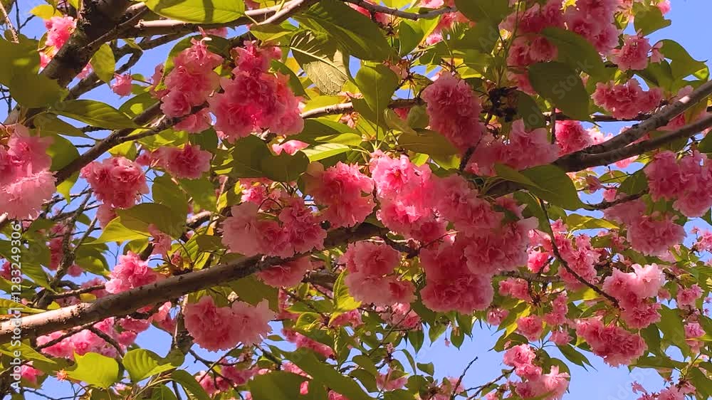 Sun-drenched double cherry blossoms Sun-drenched double cherry blossoms