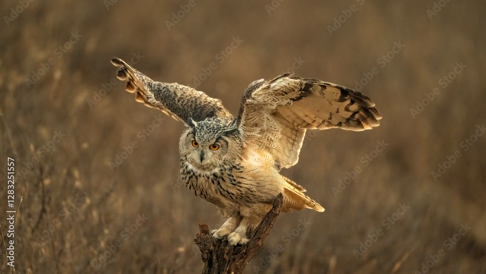 Obraz premium great horned owl