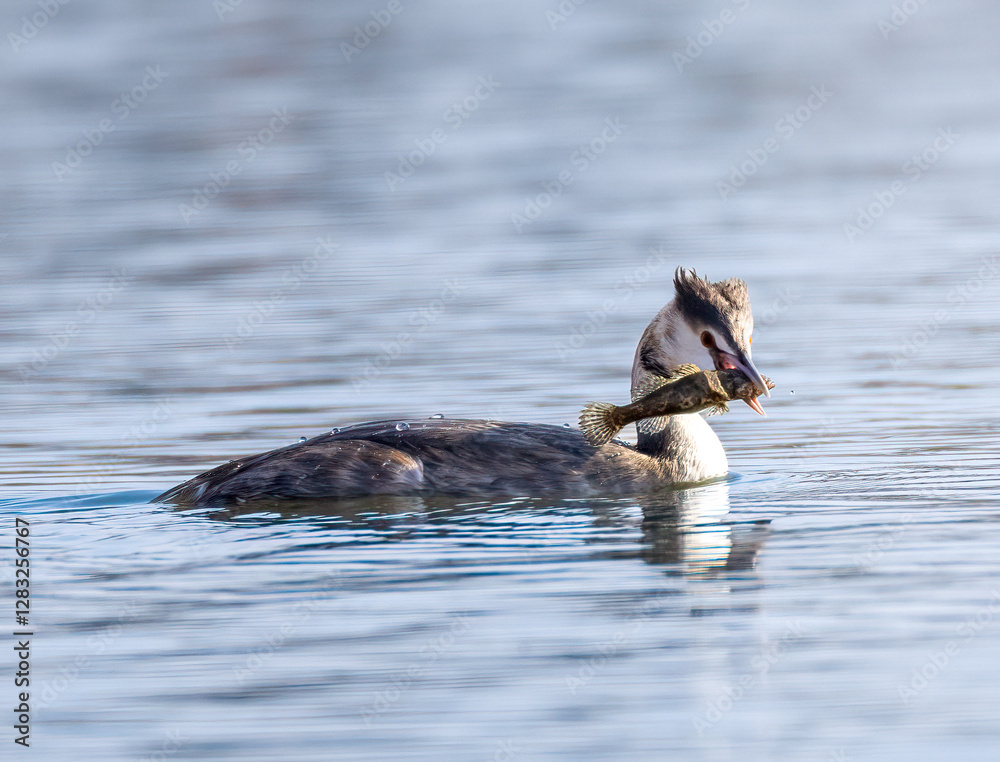 Fototapeta premium duck swimming in the water