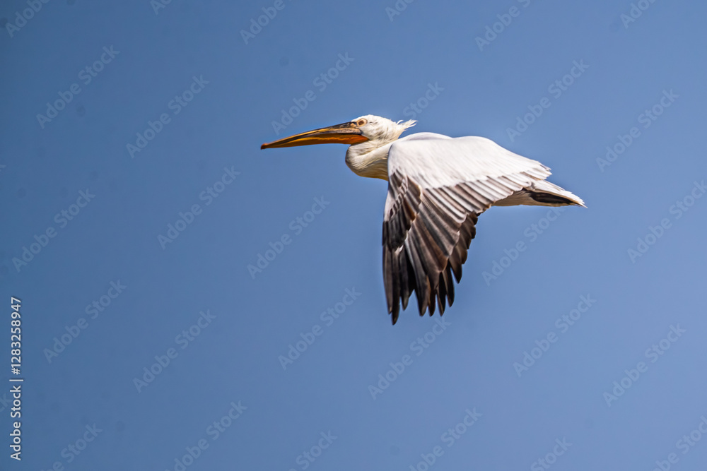 Obraz premium Great Pelican