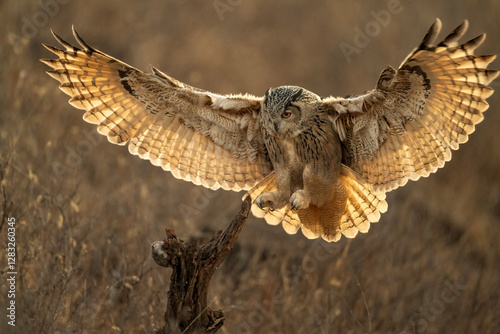 eagle owl in the snow