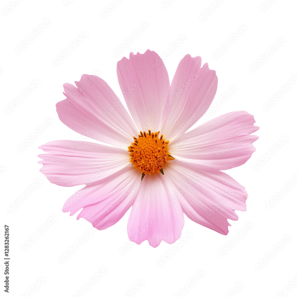 Top view of cosmos flower on transparent background Top view of cosmos flower on transparent background