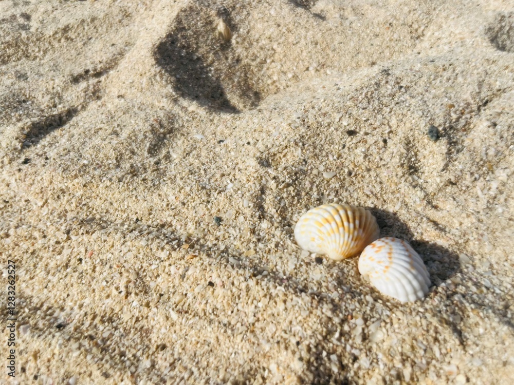 Small seashells beach. sea sand seashells Small seashells beach. sea sand seashells
