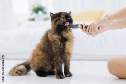 Closeup studio shot of tortoiseshell cute little fluffy hair breeds green eyes kitten pussycat companion sitting down relaxing eating cat jelly treat while human owner feeding on floor in living room