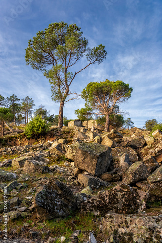 Coniferus and granite rocks with moss photo