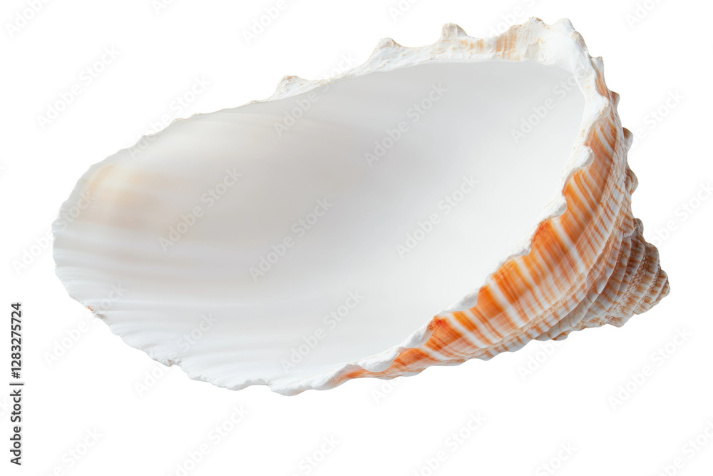 Smooth interior seashell with ridged edge, cut out Smooth interior seashell with ridged edge, cut out