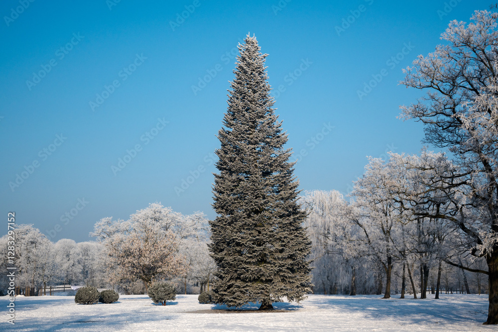 Winter landscape, trees covered with snow and frost. Sunny weather in winter, walk in the forest.