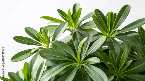 A plant with green leaves and a stem